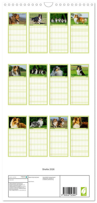 Sheltie 2026 (CALVENDO Familienplaner 2026)