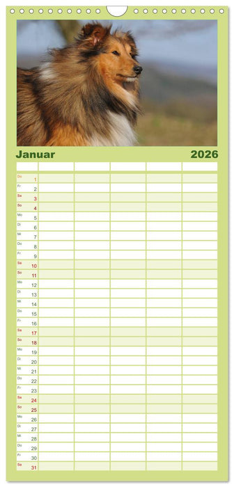 Sheltie 2026 (CALVENDO Familienplaner 2026)