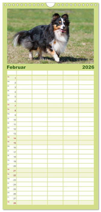 Sheltie 2026 (CALVENDO Familienplaner 2026)