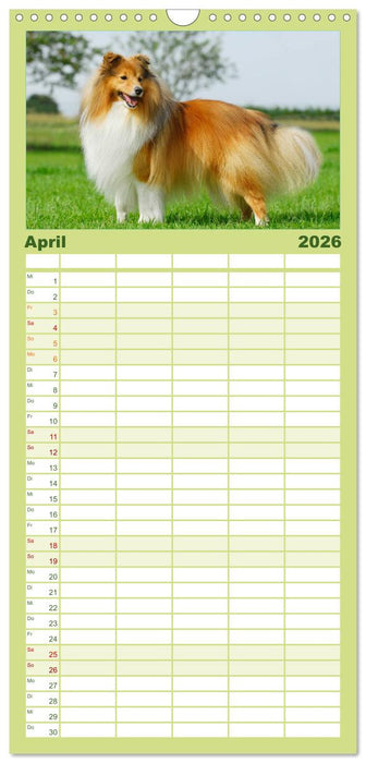 Sheltie 2026 (CALVENDO Familienplaner 2026)