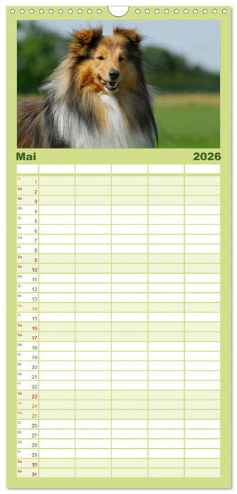 Sheltie 2026 (CALVENDO Familienplaner 2026)
