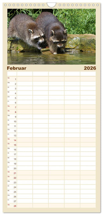 Waschbären (CALVENDO Familienplaner 2026)