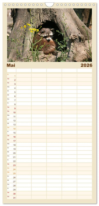 Waschbären (CALVENDO Familienplaner 2026)