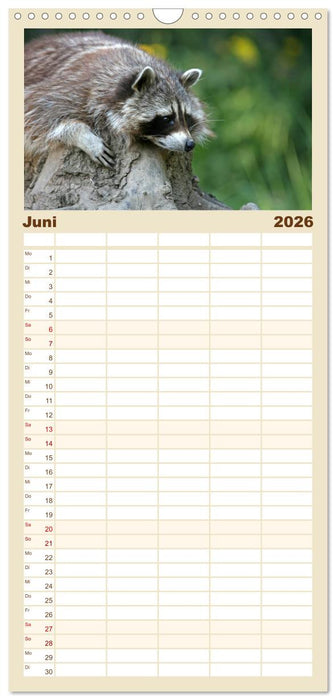 Waschbären (CALVENDO Familienplaner 2026)