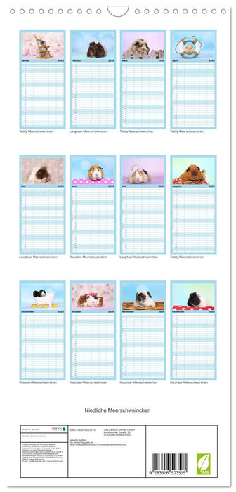 Niedliche Meerschweinchen (CALVENDO Familienplaner 2026)