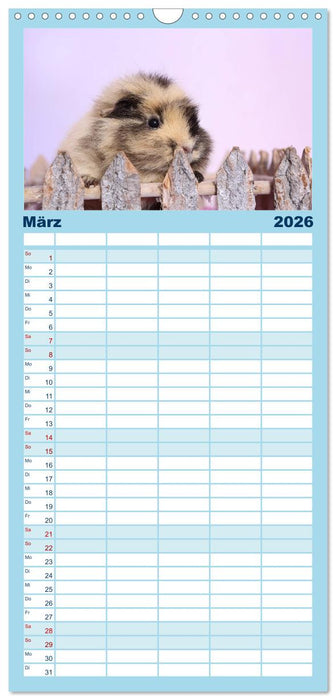 Niedliche Meerschweinchen (CALVENDO Familienplaner 2026)