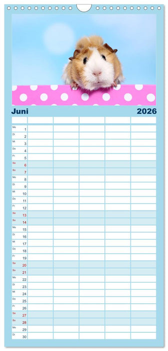 Niedliche Meerschweinchen (CALVENDO Familienplaner 2026)