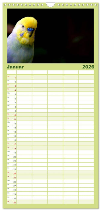 Wellensittiche - Naturkalender (CALVENDO Familienplaner 2026)