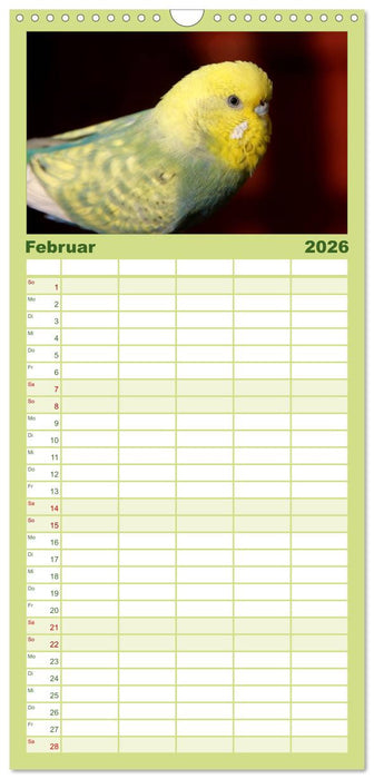 Wellensittiche - Naturkalender (CALVENDO Familienplaner 2026)