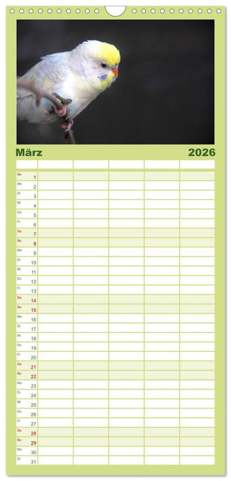 Wellensittiche - Naturkalender (CALVENDO Familienplaner 2026)