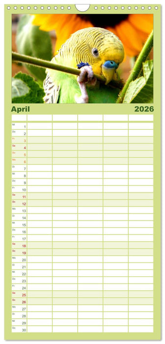 Wellensittiche - Naturkalender (CALVENDO Familienplaner 2026)
