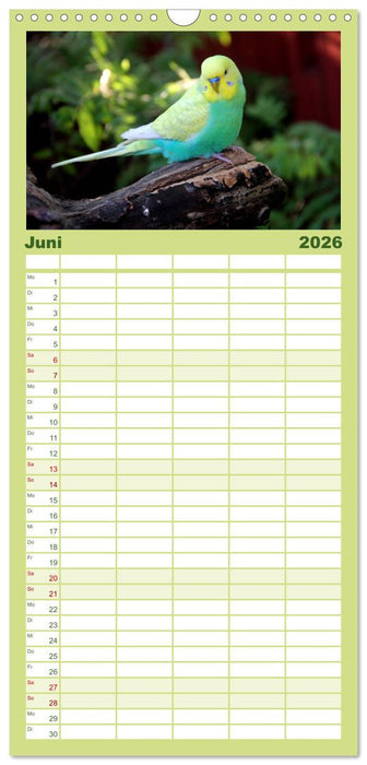 Wellensittiche - Naturkalender (CALVENDO Familienplaner 2026)