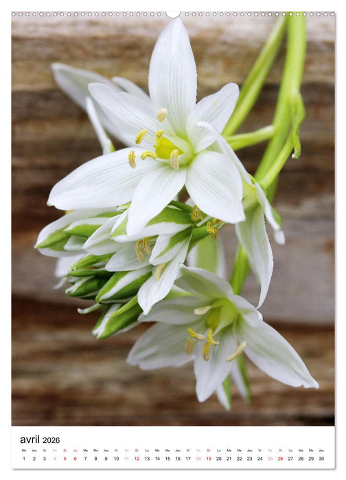 Joie avec des fleurs (CALVENDO Calendrier mensuel 2026)