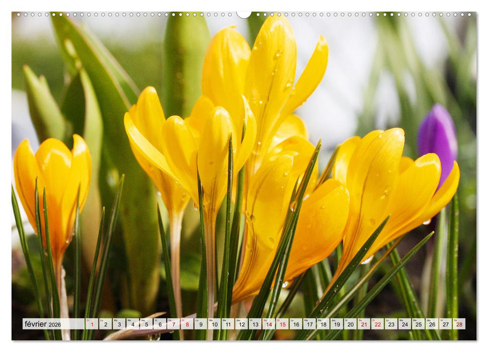 Plaisir des fleurs (CALVENDO Calendrier mensuel 2026)