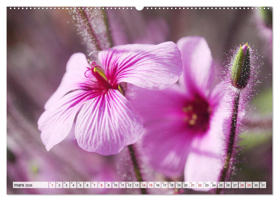 Plaisir des fleurs (CALVENDO Calendrier mensuel 2026)