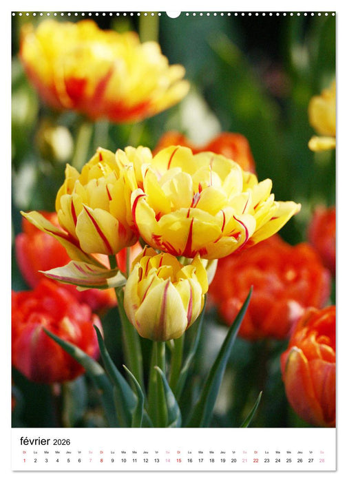 Joie avec des fleurs (CALVENDO Calendrier supérieur 2026)