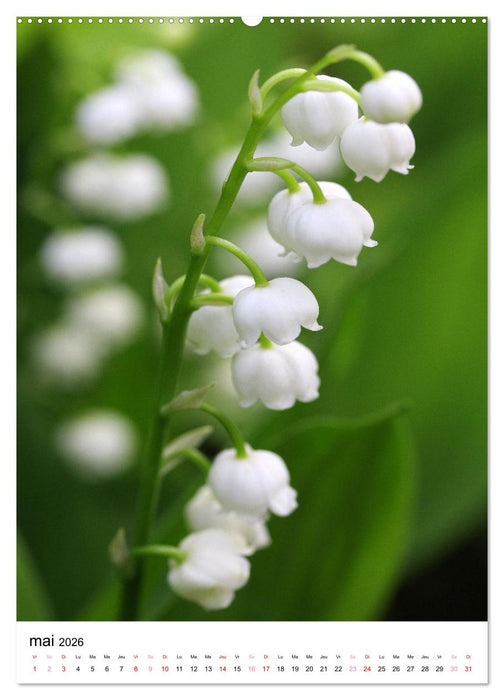 Joie avec des fleurs (CALVENDO Calendrier supérieur 2026)