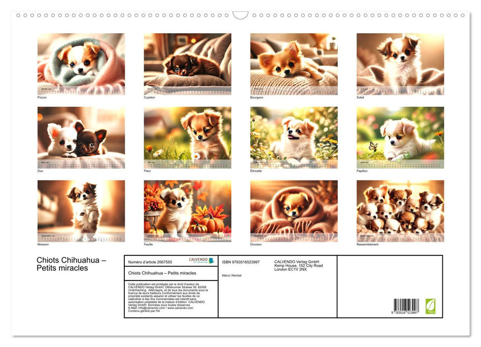 Chiots Chihuahua – Petits miracles (CALVENDO Calendrier mensuel 2026)