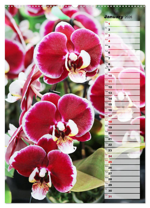 Orchids - Infinite Variety (CALVENDO Monthly Calendar 2026)