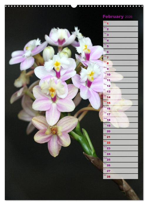 Orchids - Infinite Variety (CALVENDO Monthly Calendar 2026)