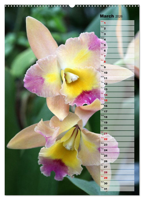 Orchids - Infinite Variety (CALVENDO Monthly Calendar 2026)