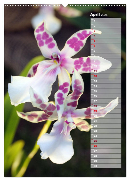 Orchids - Infinite Variety (CALVENDO Monthly Calendar 2026)