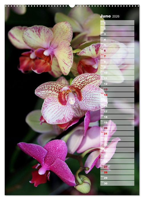 Orchids - Infinite Variety (CALVENDO Monthly Calendar 2026)