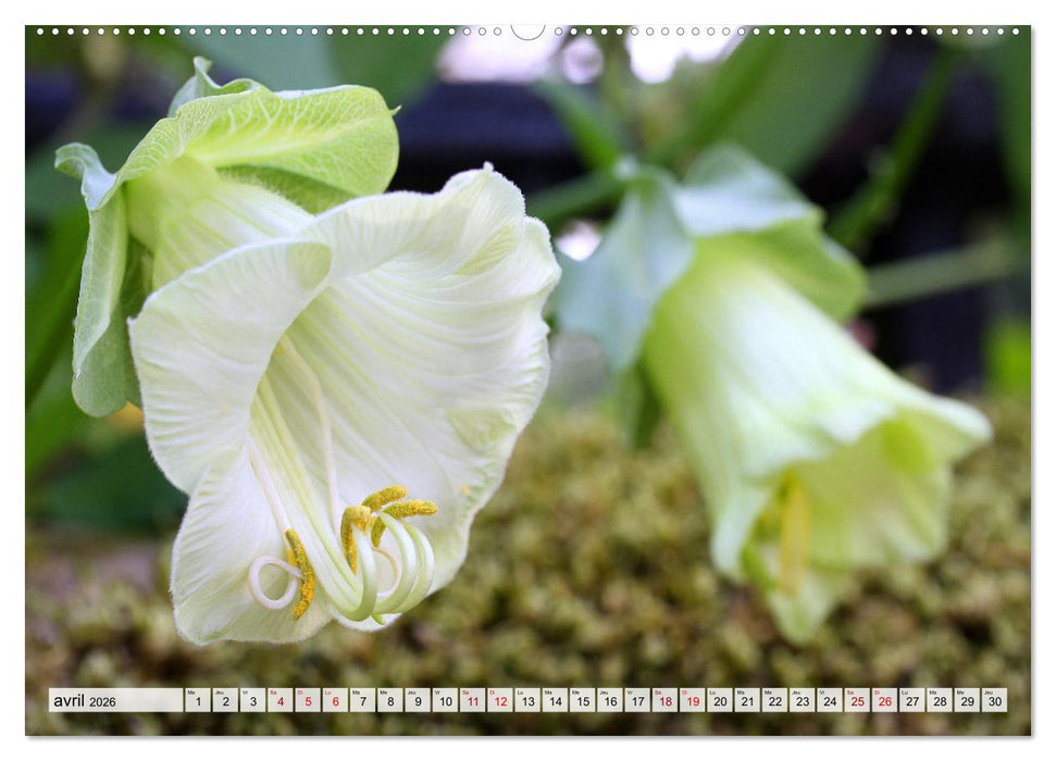 Plaisir des fleurs (CALVENDO Calendrier supérieur 2026)