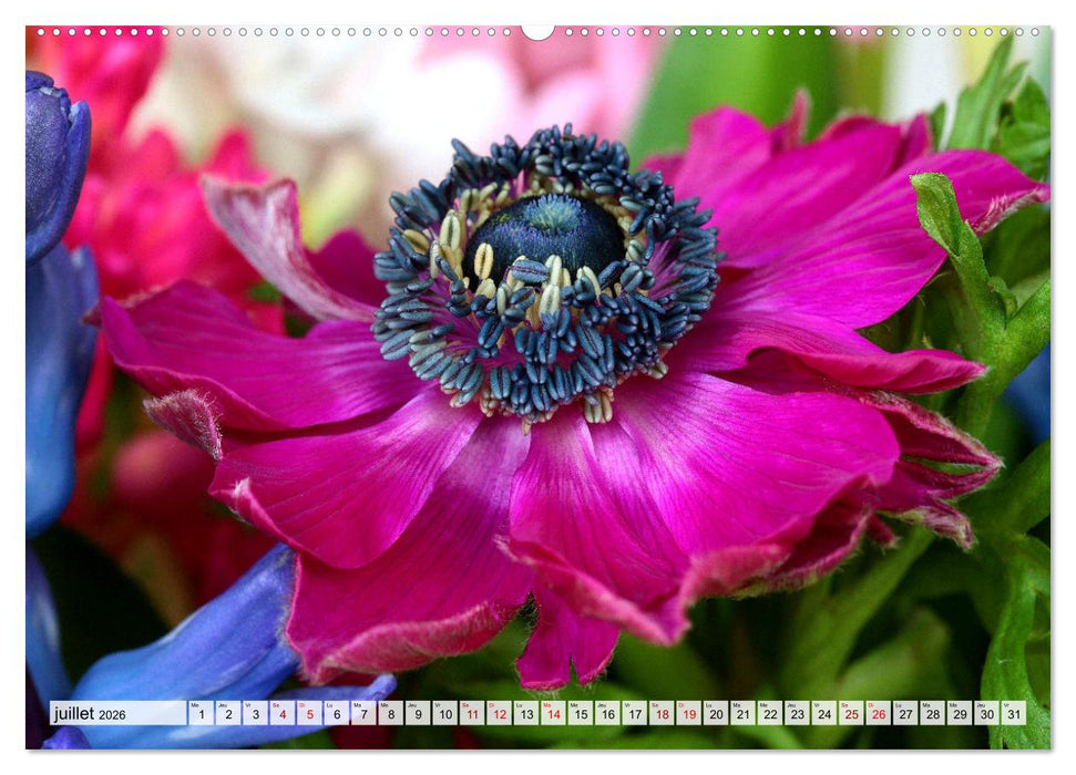 Plaisir des fleurs (CALVENDO Calendrier supérieur 2026)