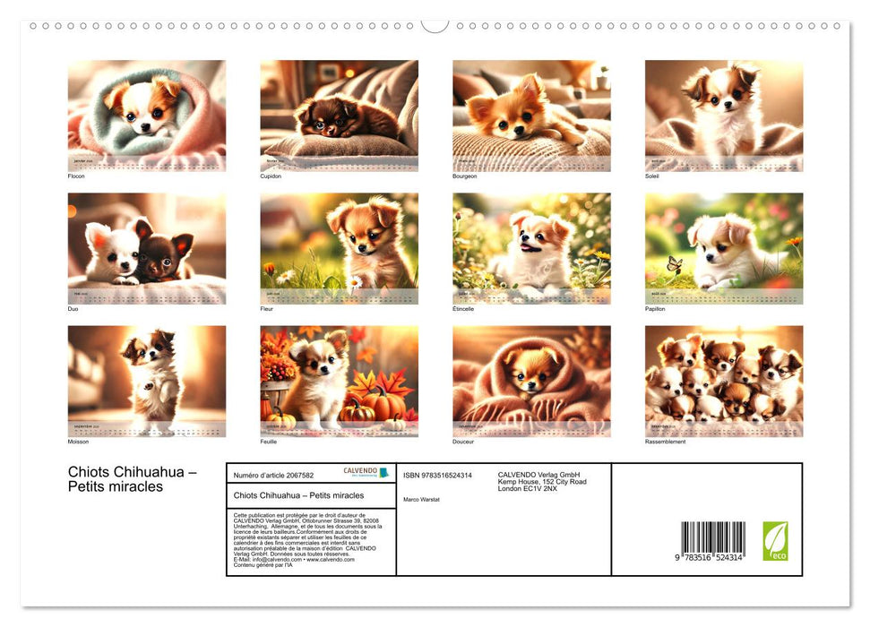 Chiots Chihuahua – Petits miracles (CALVENDO Calendrier supérieur 2026)