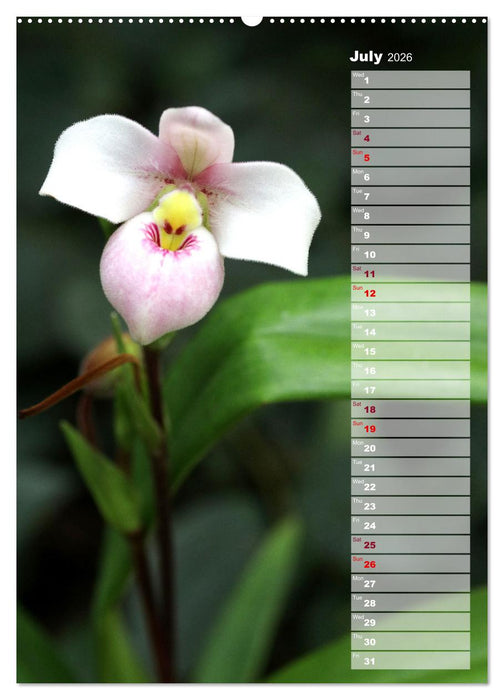 Orchids - Infinite Variety (CALVENDO Premium-Calendar 2026)
