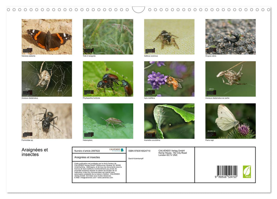 Araignées et insectes (CALVENDO Calendrier mensuel 2026)
