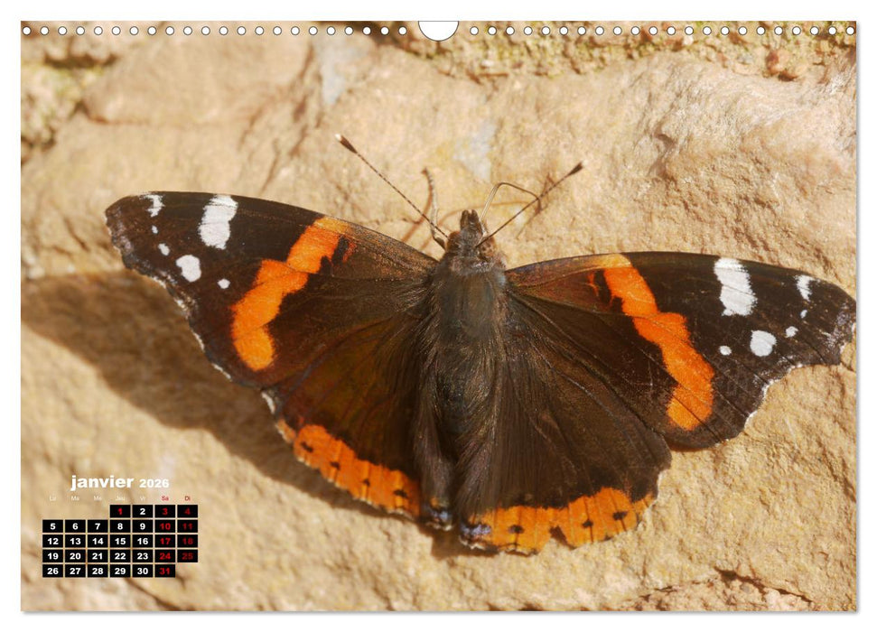 Araignées et insectes (CALVENDO Calendrier mensuel 2026)