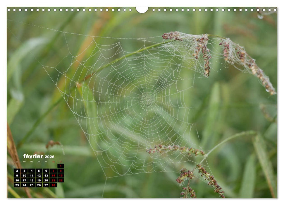 Araignées et insectes (CALVENDO Calendrier mensuel 2026)
