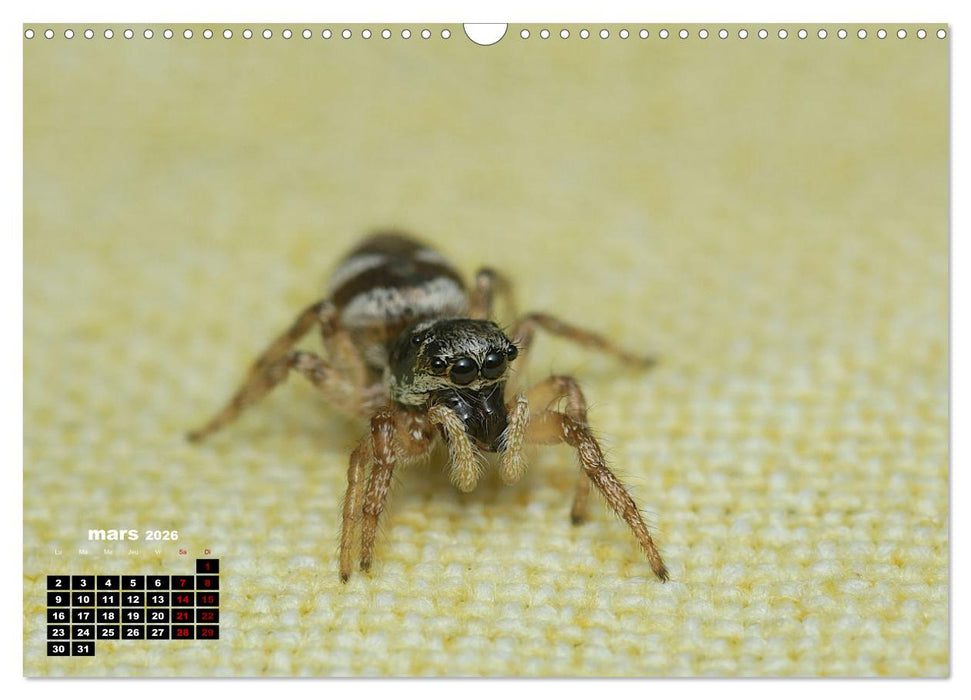 Araignées et insectes (CALVENDO Calendrier mensuel 2026)