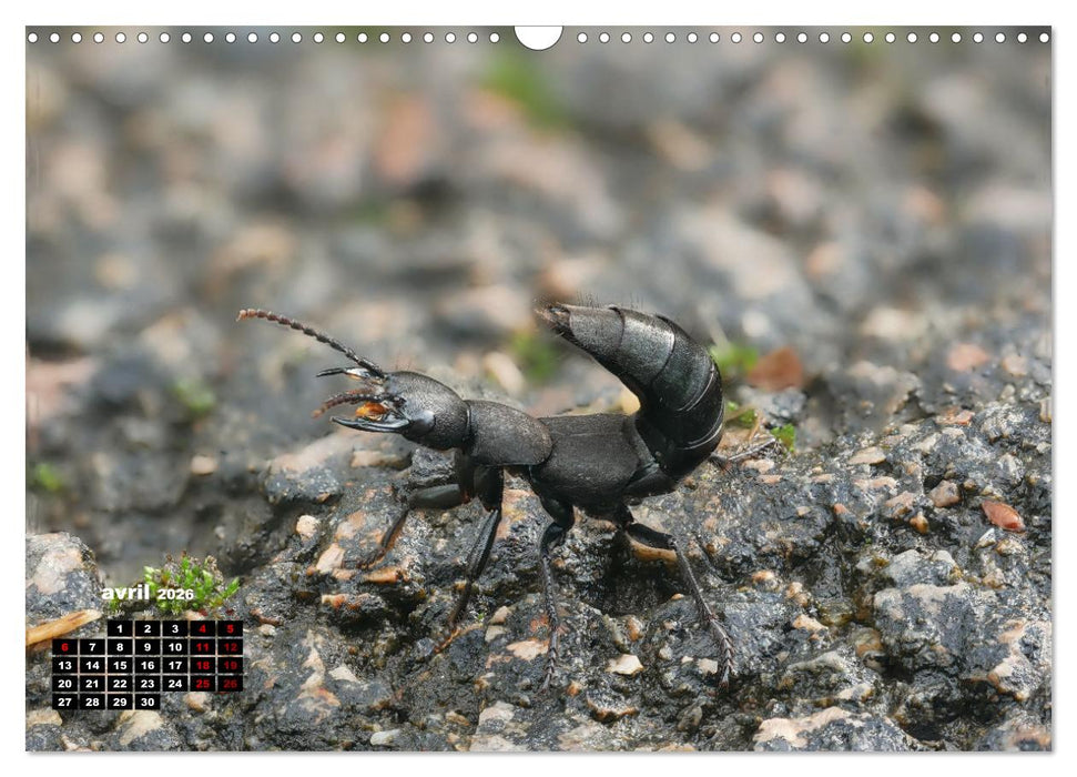 Araignées et insectes (CALVENDO Calendrier mensuel 2026)