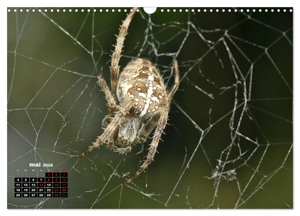 Araignées et insectes (CALVENDO Calendrier mensuel 2026)