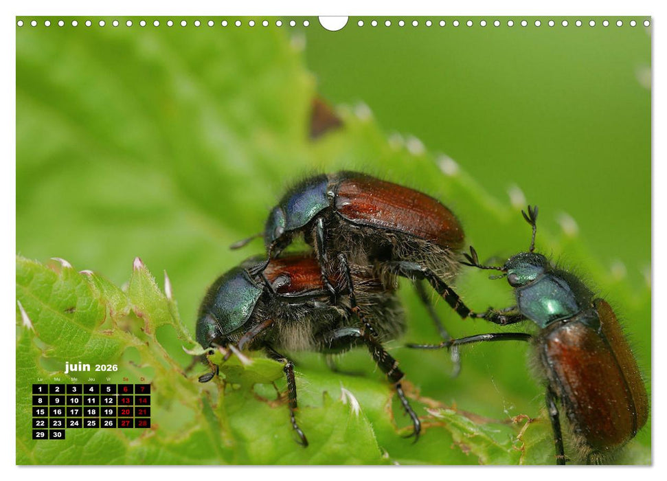 Araignées et insectes (CALVENDO Calendrier mensuel 2026)