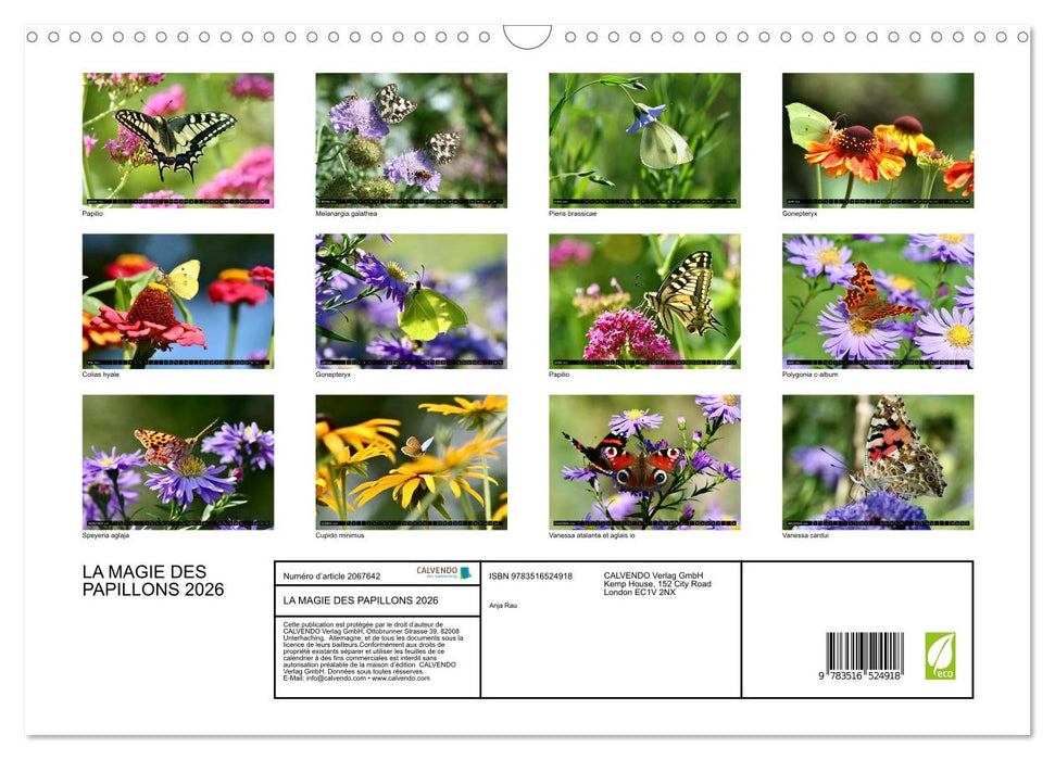 LA MAGIE DES PAPILLONS 2026 (CALVENDO Calendrier mensuel 2026)