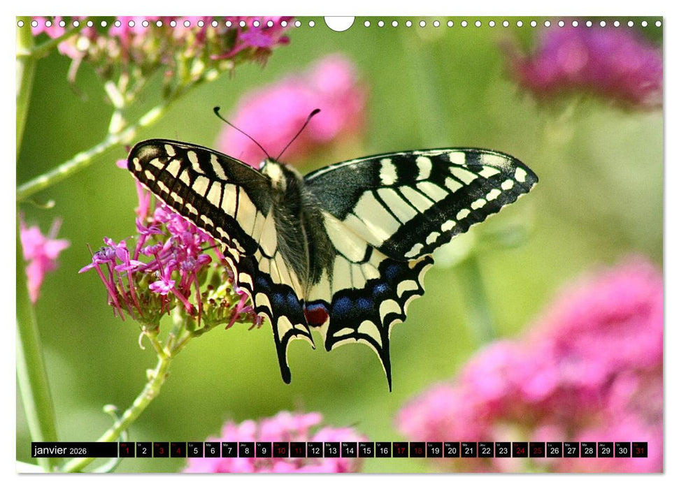 LA MAGIE DES PAPILLONS 2026 (CALVENDO Calendrier mensuel 2026)