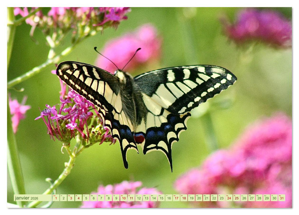 LA MAGIE DES PAPILLONS (CALVENDO Calendrier mensuel 2026)