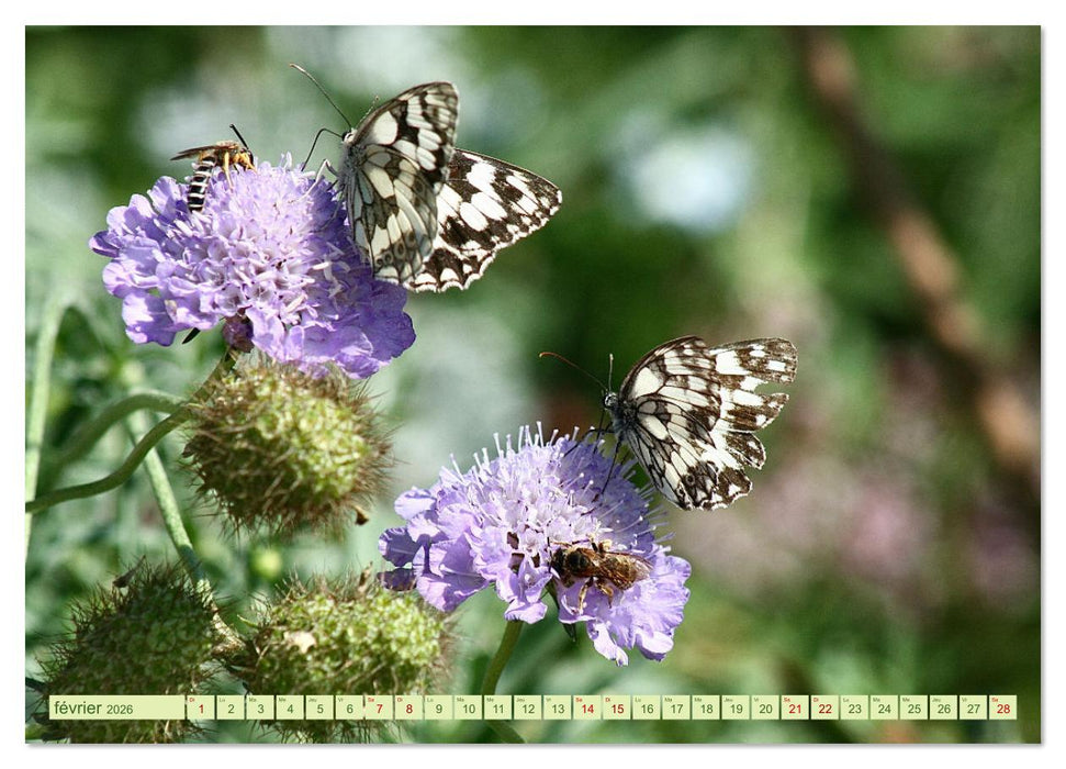 LA MAGIE DES PAPILLONS (CALVENDO Calendrier mensuel 2026)