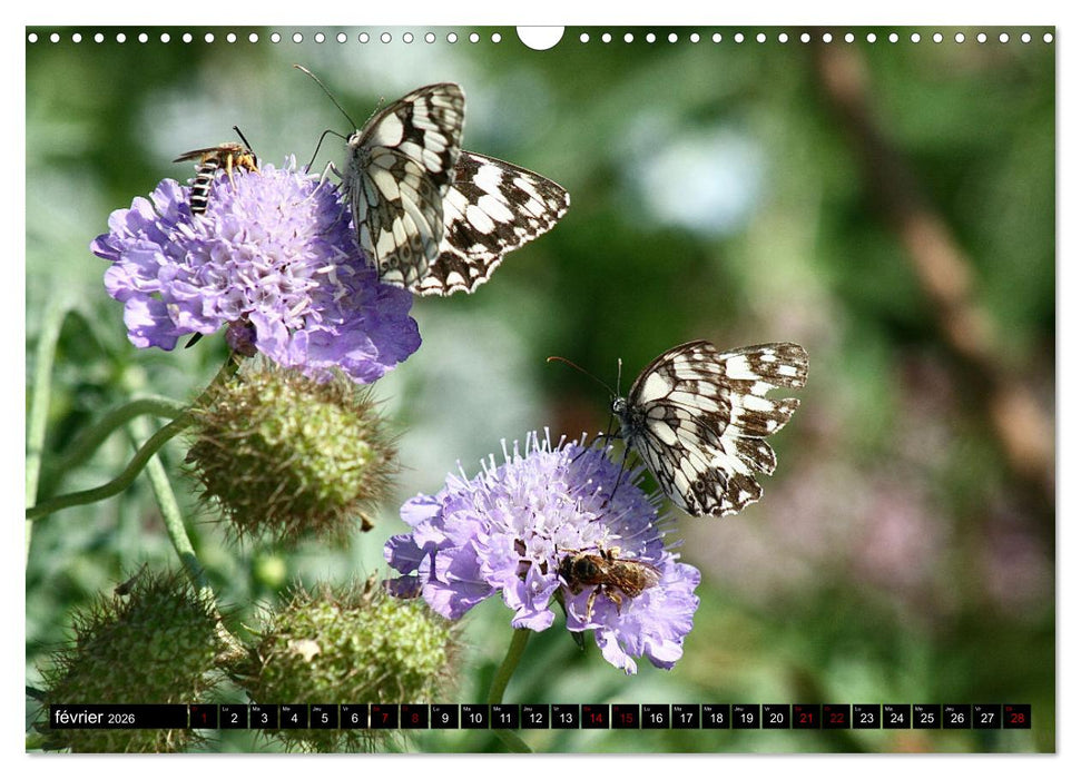 LA MAGIE DES PAPILLONS 2026 (CALVENDO Calendrier mensuel 2026)
