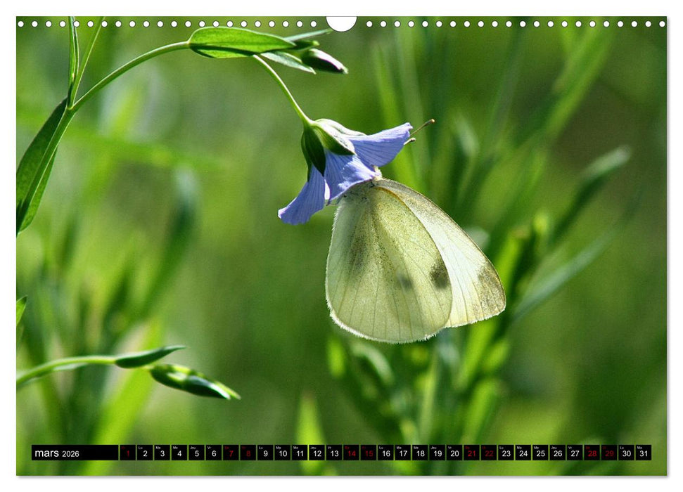 LA MAGIE DES PAPILLONS 2026 (CALVENDO Calendrier mensuel 2026)
