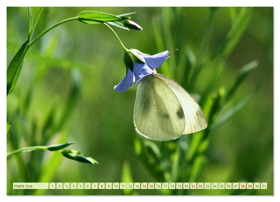 LA MAGIE DES PAPILLONS (CALVENDO Calendrier mensuel 2026)