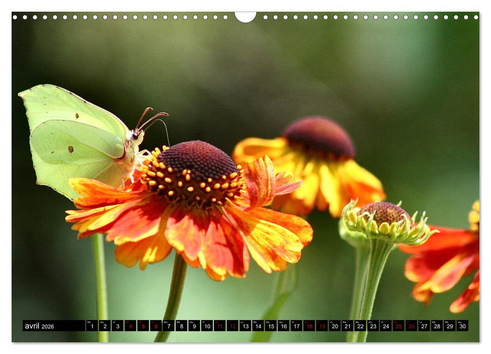 LA MAGIE DES PAPILLONS 2026 (CALVENDO Calendrier mensuel 2026)