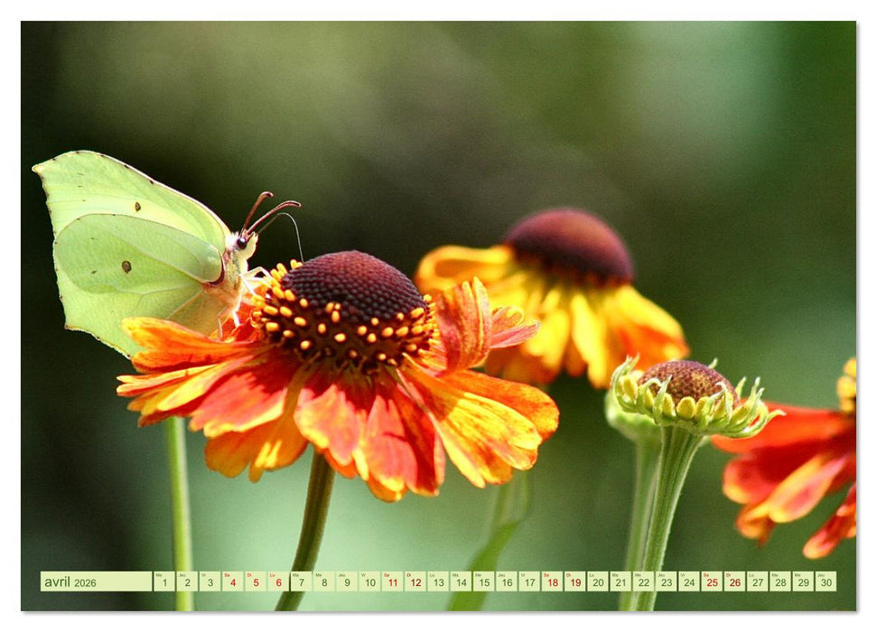 LA MAGIE DES PAPILLONS (CALVENDO Calendrier mensuel 2026)