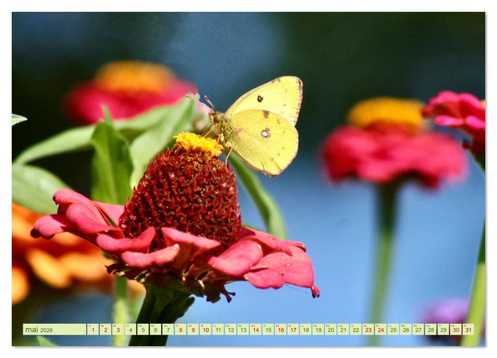 LA MAGIE DES PAPILLONS (CALVENDO Calendrier mensuel 2026)