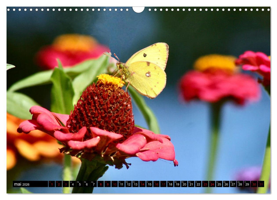 LA MAGIE DES PAPILLONS 2026 (CALVENDO Calendrier mensuel 2026)