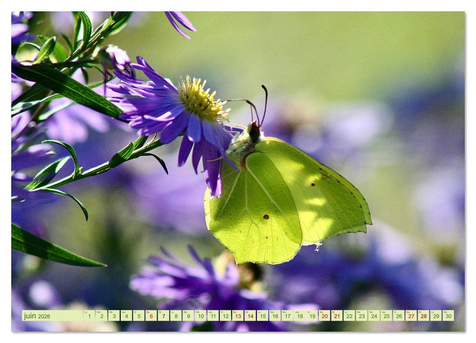LA MAGIE DES PAPILLONS (CALVENDO Calendrier mensuel 2026)